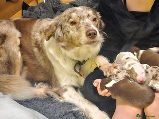 Border Collie dogs Red Merle Puppies - Advert 1