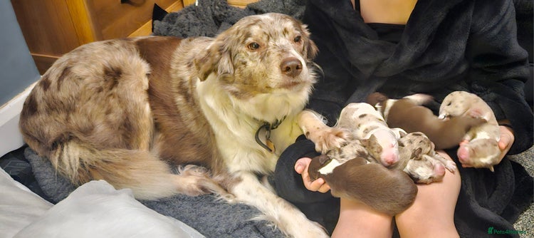 Border Collie dogs Red Merle Puppies - Advert 1