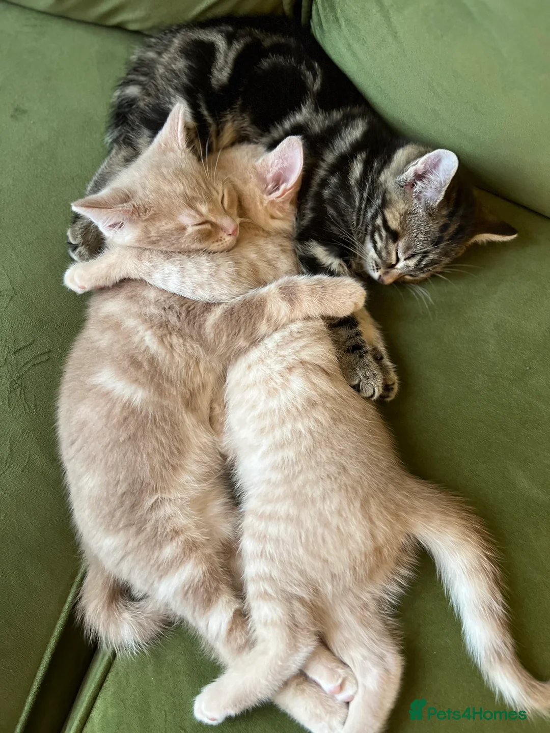 British Shorthair cats for sale: British Shorthair kittens for sale - Advert 3