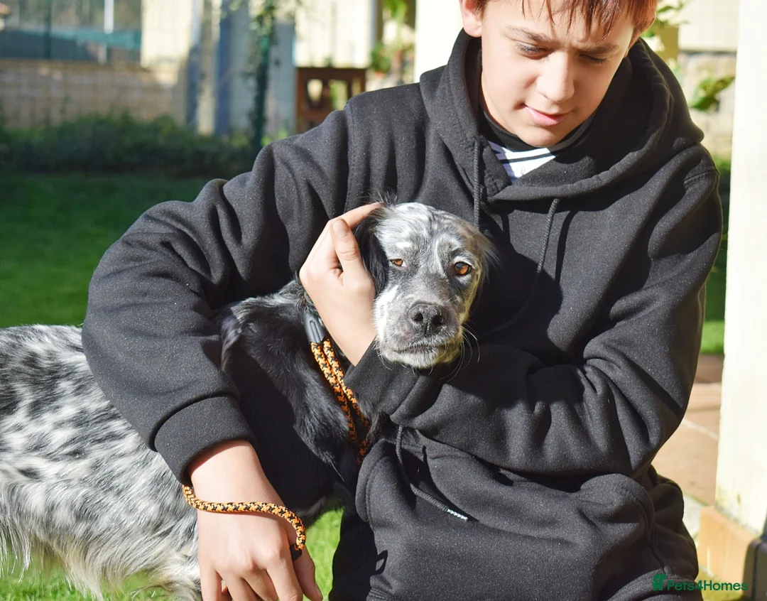 English Setter dogs for adoption: Beltz - Advert 8