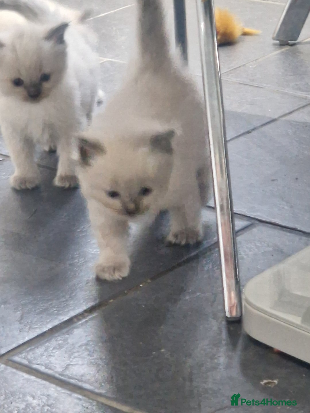 Ragdoll cats for sale: Beautiful Ragdoll kittens - Advert 3