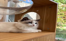 Ragdoll cats for sale: 🌟TICA🌟Champion Ragdoll🏆🏆🏆 - Image 5