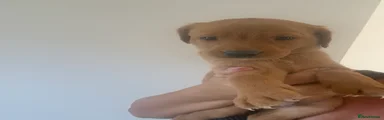 Labrador Retriever 4