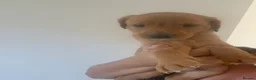 Labrador Retriever dogs for sale: Exceptional pedigree fox red Labrador retrievers - Advert 6