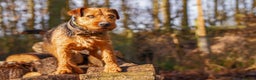 Lakeland Terrier dogs for stud: AT STUD Stunning Lakeland- fell terrier PROVEN in Newark - Advert 2