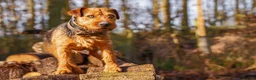 Lakeland Terrier dogs for stud: AT STUD Stunning Lakeland- fell terrier PROVEN in Newark - Advert 2