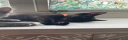 Mixed Breed cats for sale: 2 female kittens looking for loving home - Advert 8