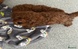 Cavapoo dogs for sale: Stunning Toy Cavapoo Puppies *DNA Health Tested* - Image 1