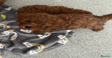 Cavapoo dogs - Advert 16