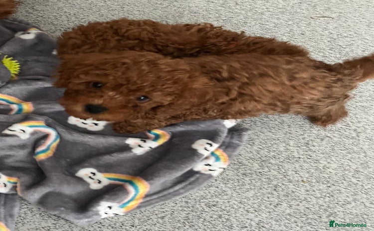 Cavapoo dogs - Advert 7