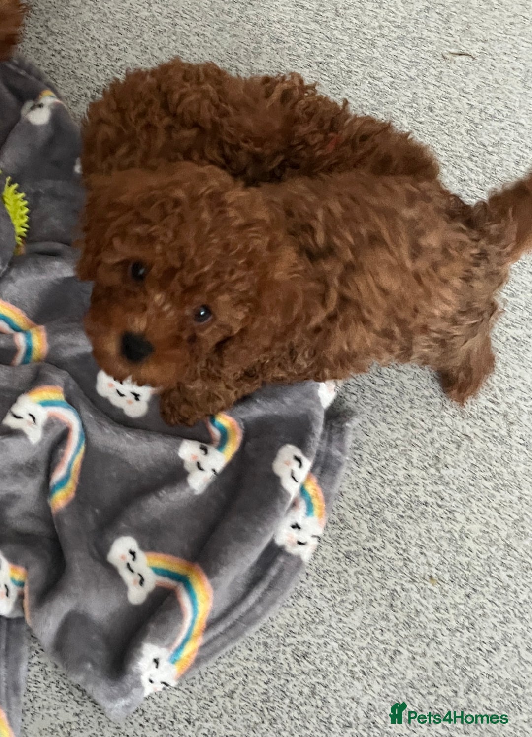 Cavapoo dogs for sale: Stunning Toy Cavapoo Puppies *DNA Health Tested* - Image 1
