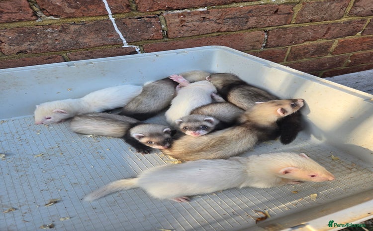 Ferret rodents - Advert 1