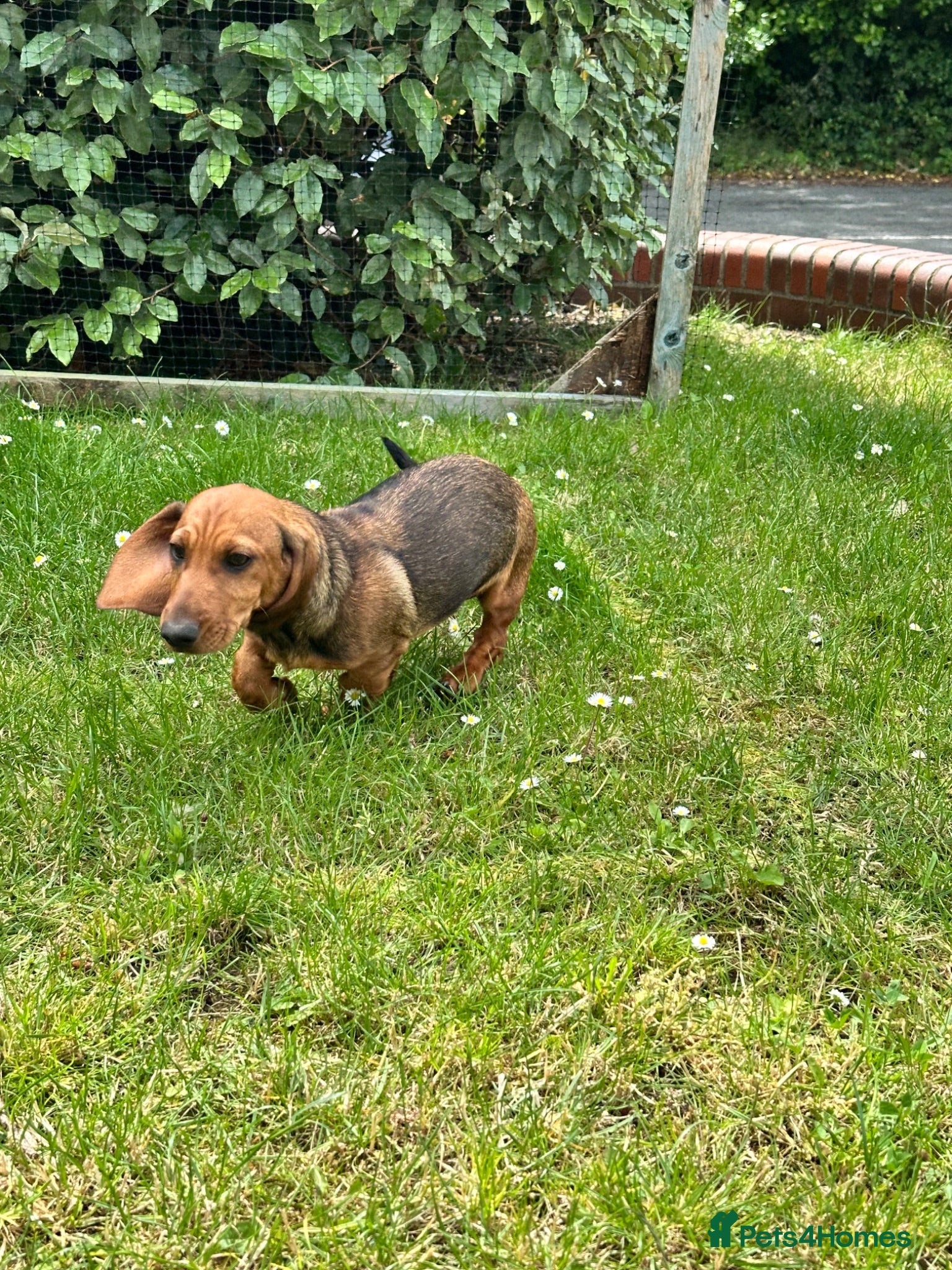 Dachshund dogs Wire haired & smooth recessives dachshunds - Advert 1