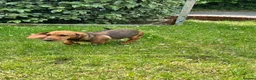 Dachshund dogs for sale: Wire haired & smooth recessives dachshunds - Advert 1