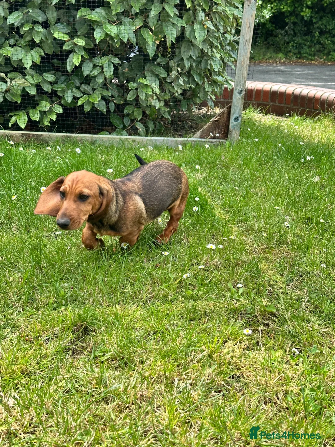 Dachshund dogs for sale: Wire haired & smooth recessives dachshunds - Advert 1