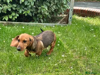 Dachshund dogs Wire haired & smooth recessives dachshunds - Advert 1