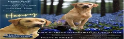 Labrador Retriever dogs for sale: Fantastic litter of Labradors due 6/5/27 - Advert 8