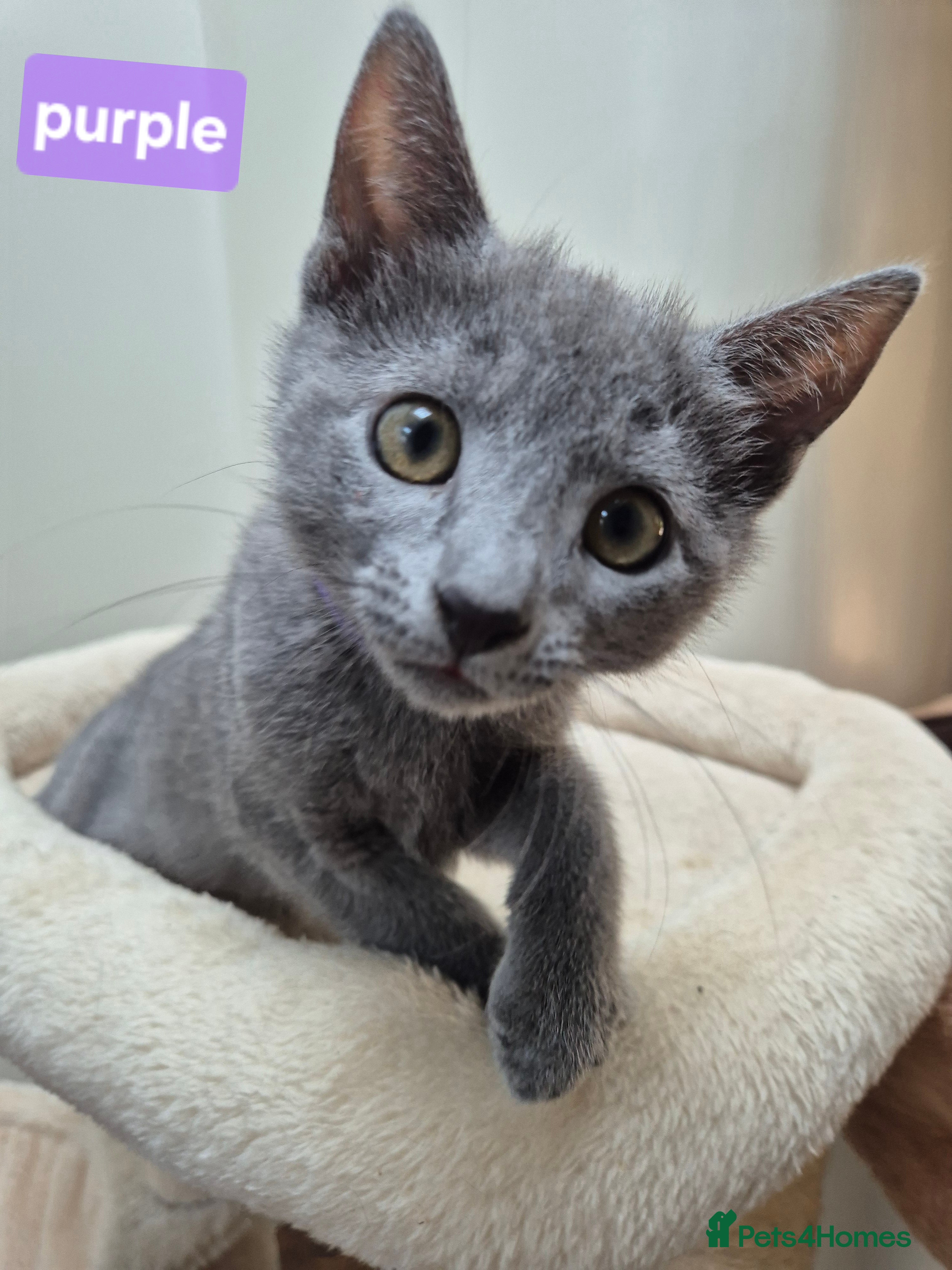 Russian Blue cats Russian Blue Kittens Loving Homes Only TICA Reg - Advert 2