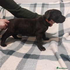 Cane Corso Puppy 7