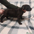 Cane Corso Puppy 7