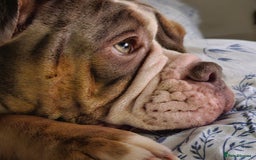 Mixed Breed dogs for sale: The tale of 2 sisters - Image 6