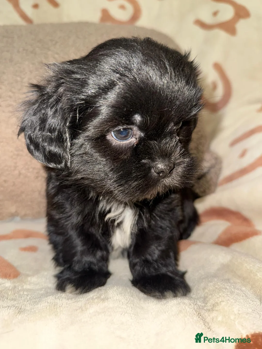 Shih Tzu dogs for sale: Stunning Black Shih Tzu Puppies - Advert 20