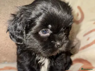 Shih Tzu dogs ❤️Stunning Black Shih Tzu Puppies💚 - Advert 1