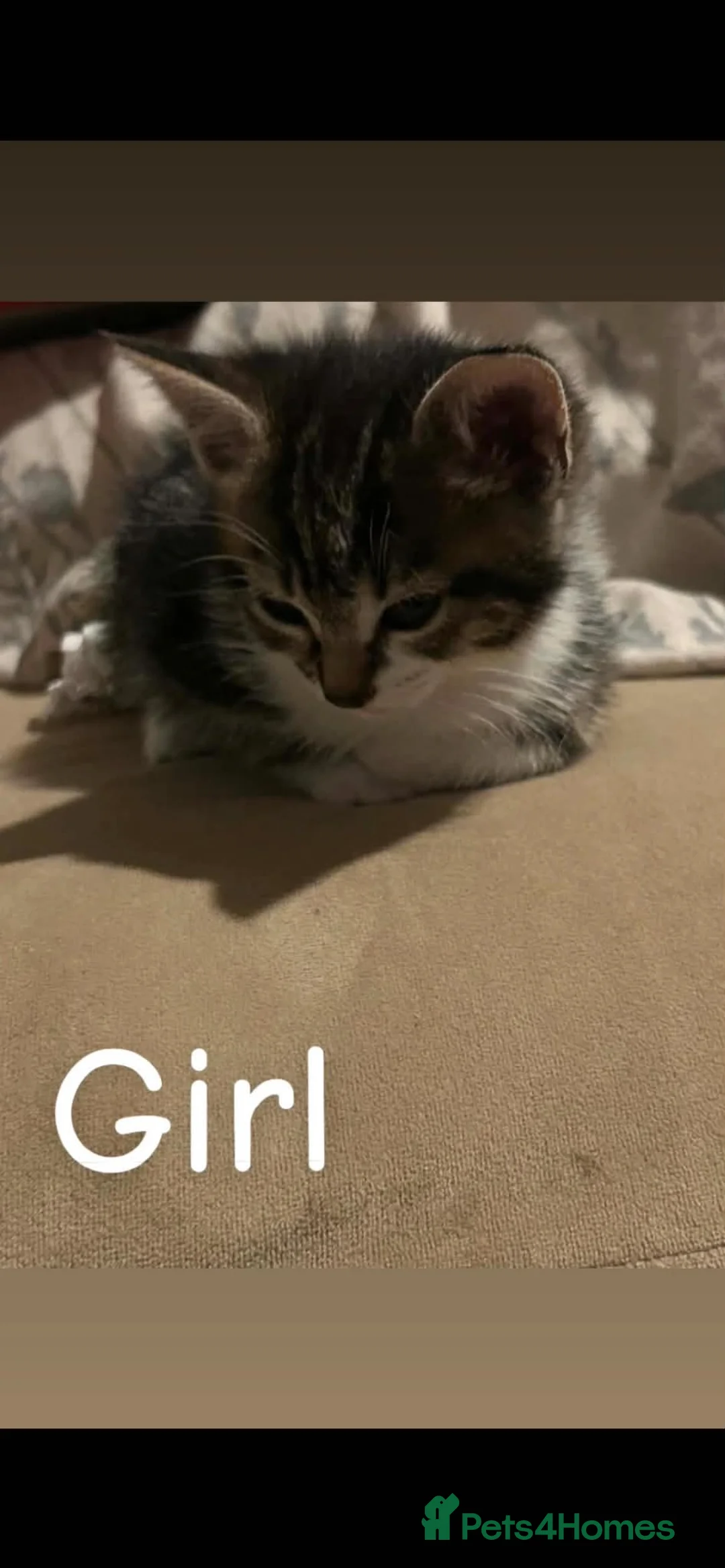 Mixed Breed cats for sale: Kittens  in Edinburgh - Advert 2