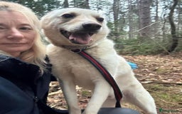 Mixed Breed dogs for adoption: Buddy - Norwich Norfolk  - Image 26