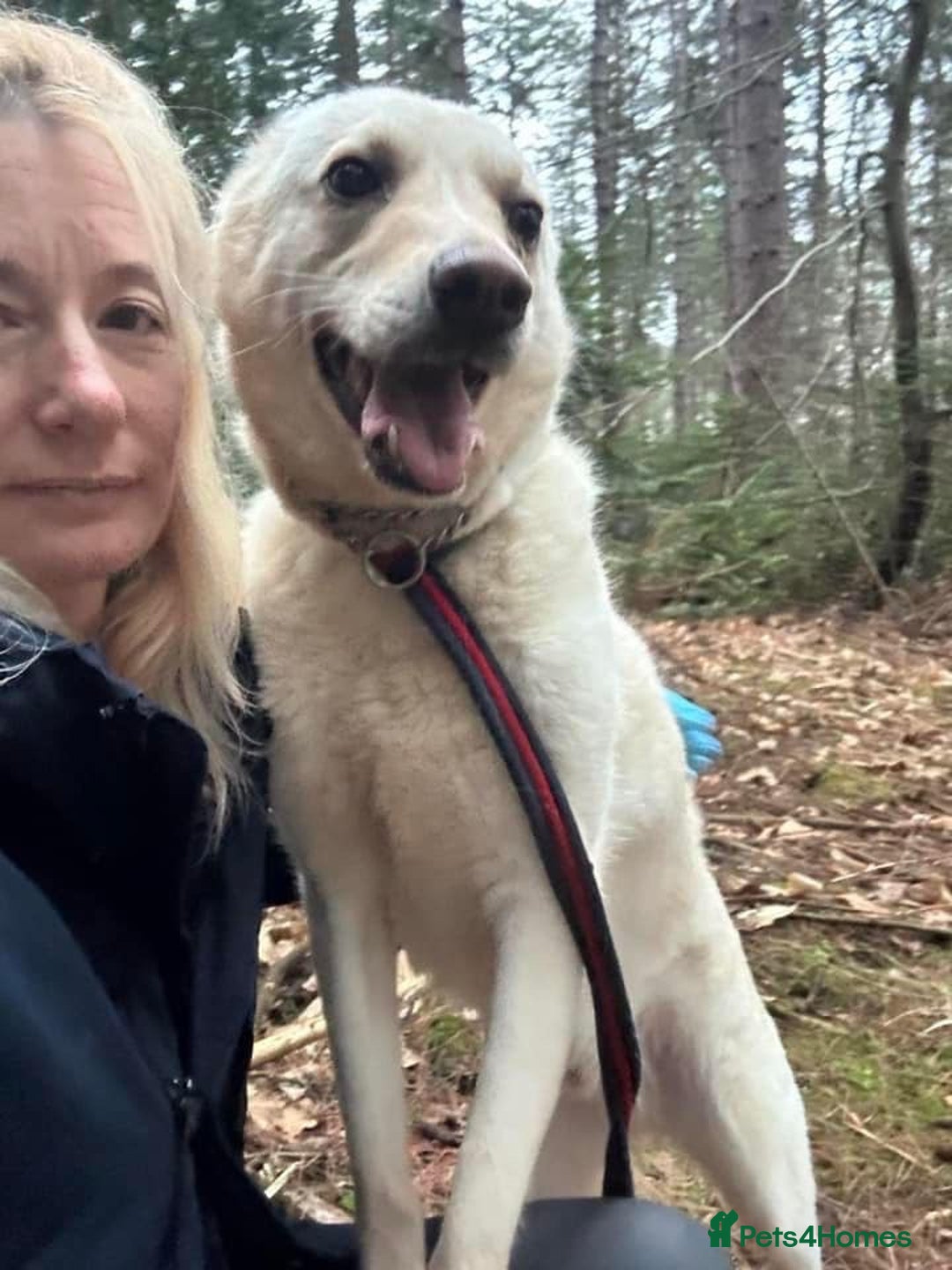 Mixed Breed dogs for adoption: Buddy - Norwich Norfolk  - Image 26