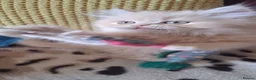 Persian cats for sale: 6 Beautiful Persian Chinchilla Kittens  - Advert 15