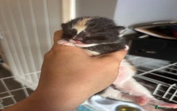 Mixed Breed cats for sale: 3 beautiful Kittens for sale  - Image 3