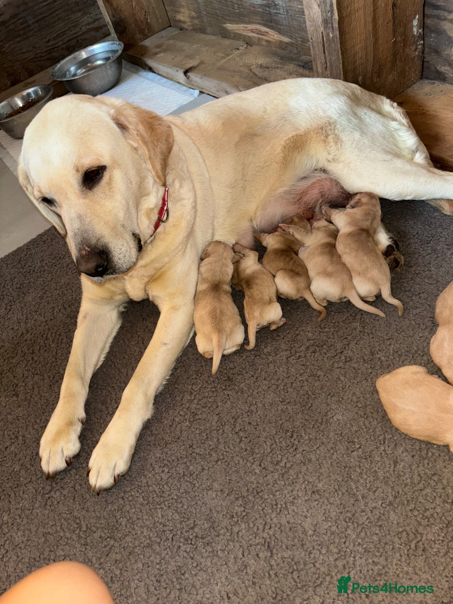 Labrador Retriever dogs for sale: Golden&Cream Kc registered Labrador Retrievers  - Advert 18