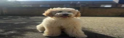 Double Doodle dogs for sale: Standard Double Doodle Puppies Due November🤎🐾 - Advert 14