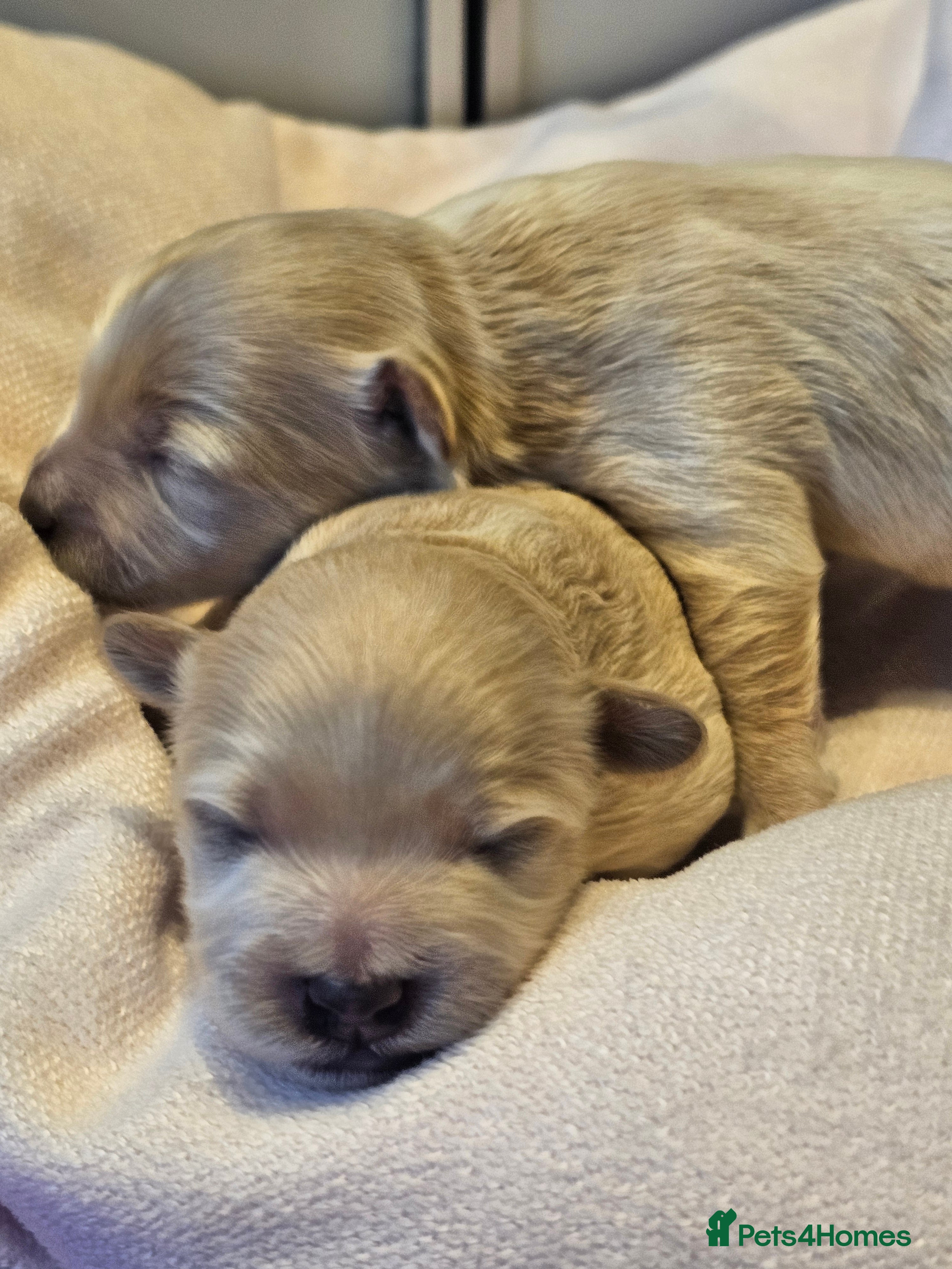 Maltipoo dogs ✨️Five star Maltipoo F1 puppies ✨️  - Advert 5