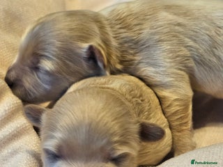 Maltipoo dogs ✨️Five star Maltipoo F1 puppies ✨️ - Advert 1