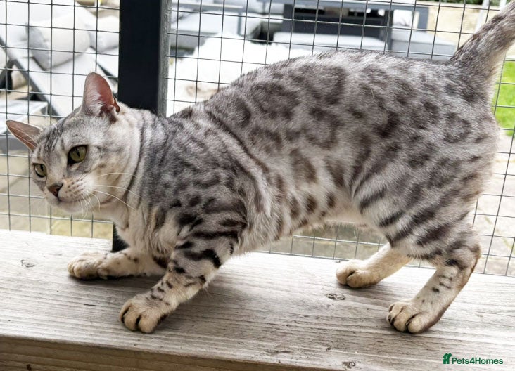 Bengal cats Outstanding ACTIVE Silver rosetted Bengal boy  - Advert 1