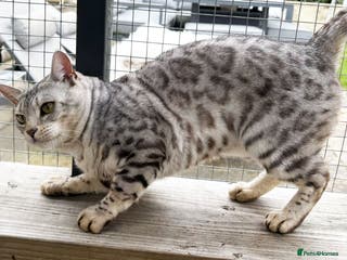 Bengal cats Outstanding ACTIVE Silver rosetted Bengal boy - Advert 1