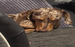 Mixed Breed dogs for sale: Unique mixed breed - Image 9