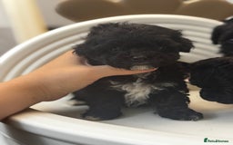 Maltipoo dogs for sale: Adorable Maltipoo Puppies - Image 6