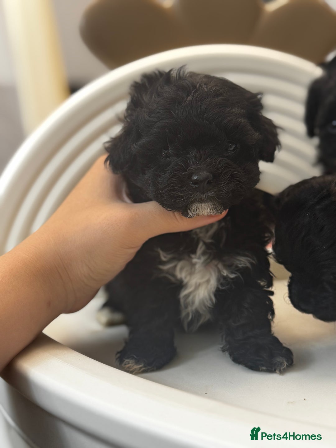 Maltipoo dogs for sale: Adorable Maltipoo Puppies - Image 6