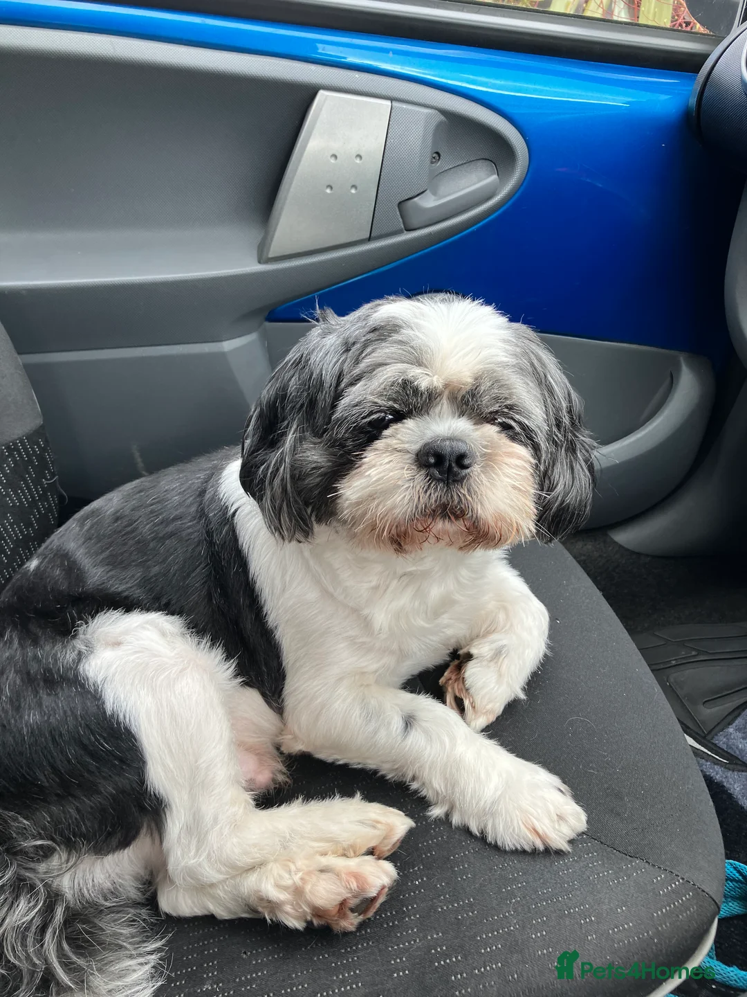 Mixed Breed dogs for stud: Bentley beautiful boy in Cannock - Advert 2