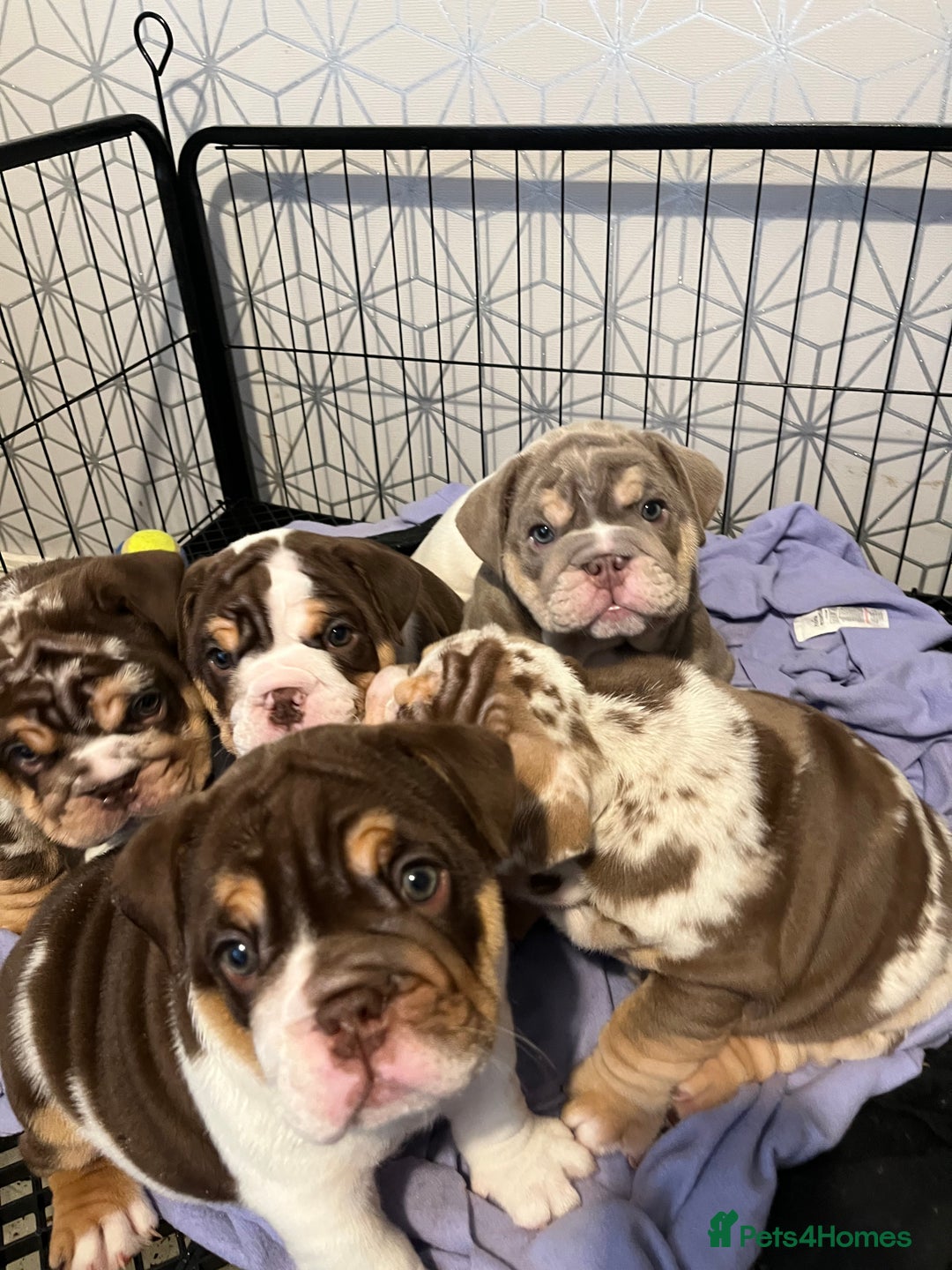 English Bulldog dogs for sale: QC puppies  - Image 9