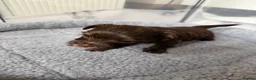 Yorkshire Terrier dogs for sale: Beautiful chocolate Biwer Yorkshire Terrier pupp  - Advert 16