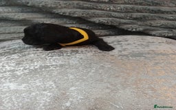 Jackapoo dogs for sale: Beautiful Jackapoos puppies - Advert 17