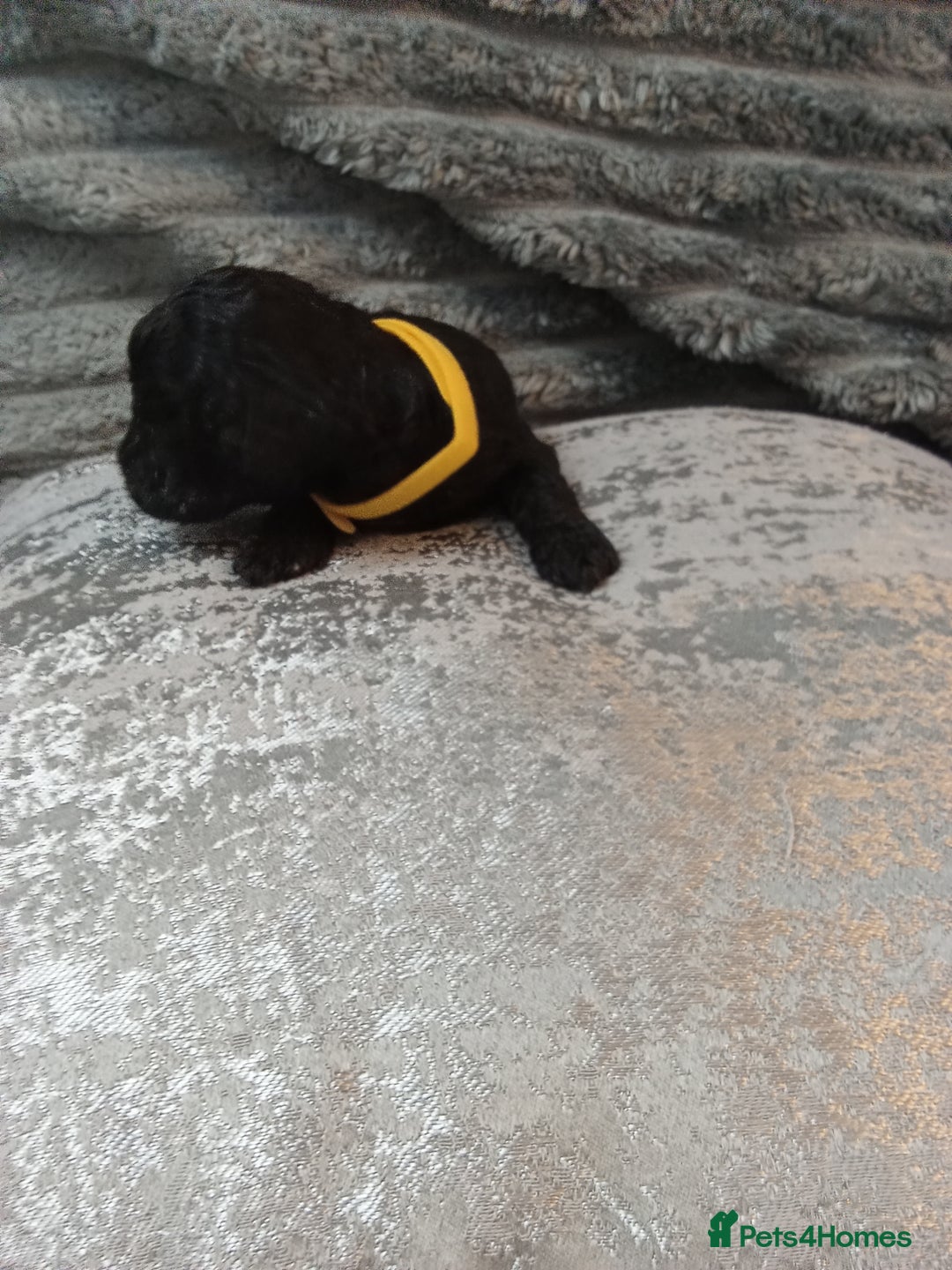 Jackapoo dogs for sale: Beautiful Jackapoos puppies - Advert 17