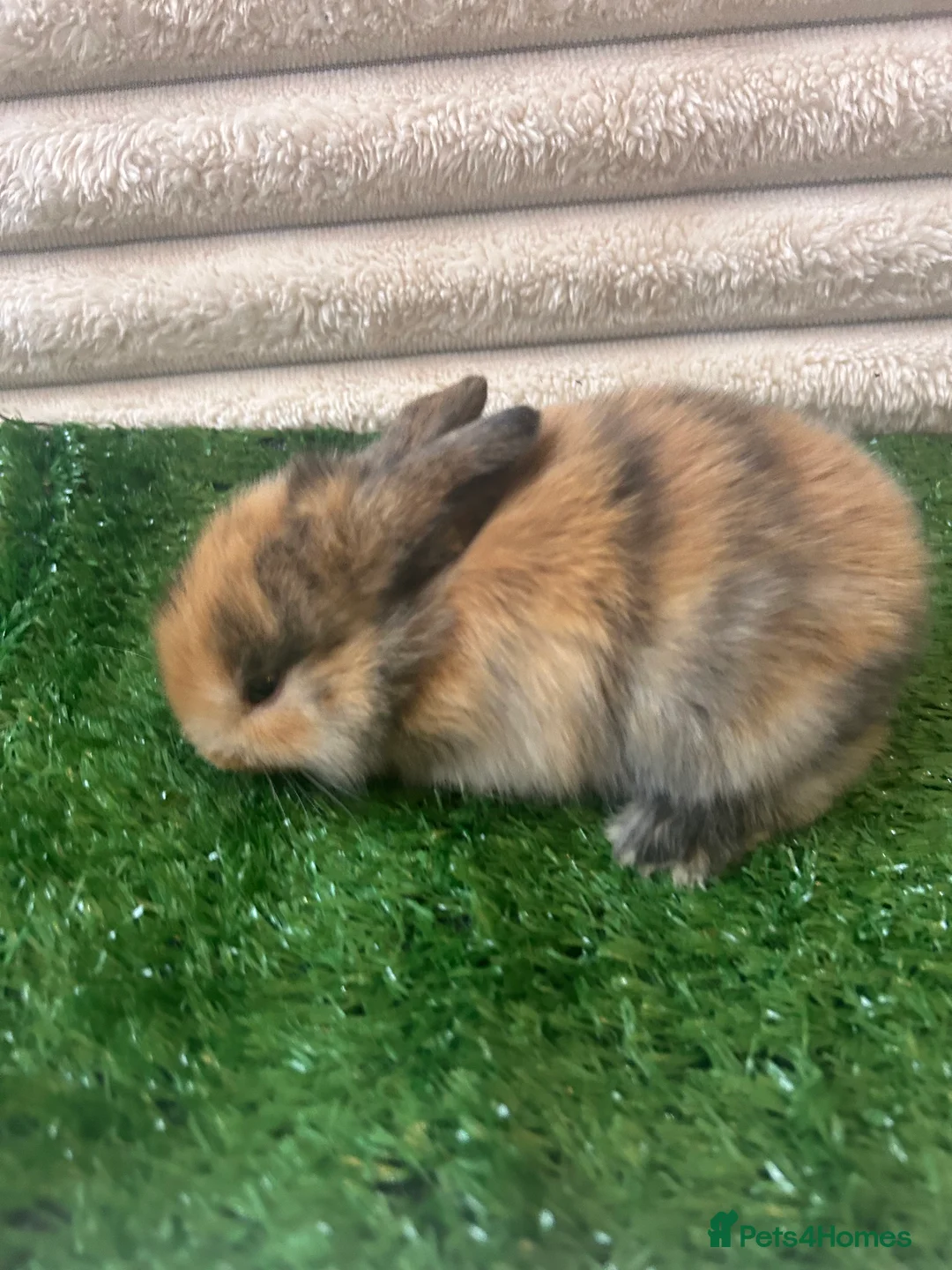 Mini Lop rabbits for sale: Beautiful Mini Lop eared bunnies.  - Advert 1