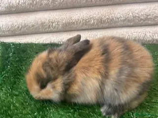 Mini Lop rabbits Beautiful Mini Lop eared bunnies. - Advert 1