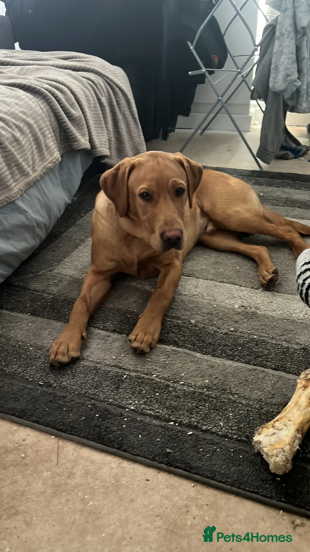 Labrador Retriever dogs for sale: Male Labrador 9 months old - Advert 1