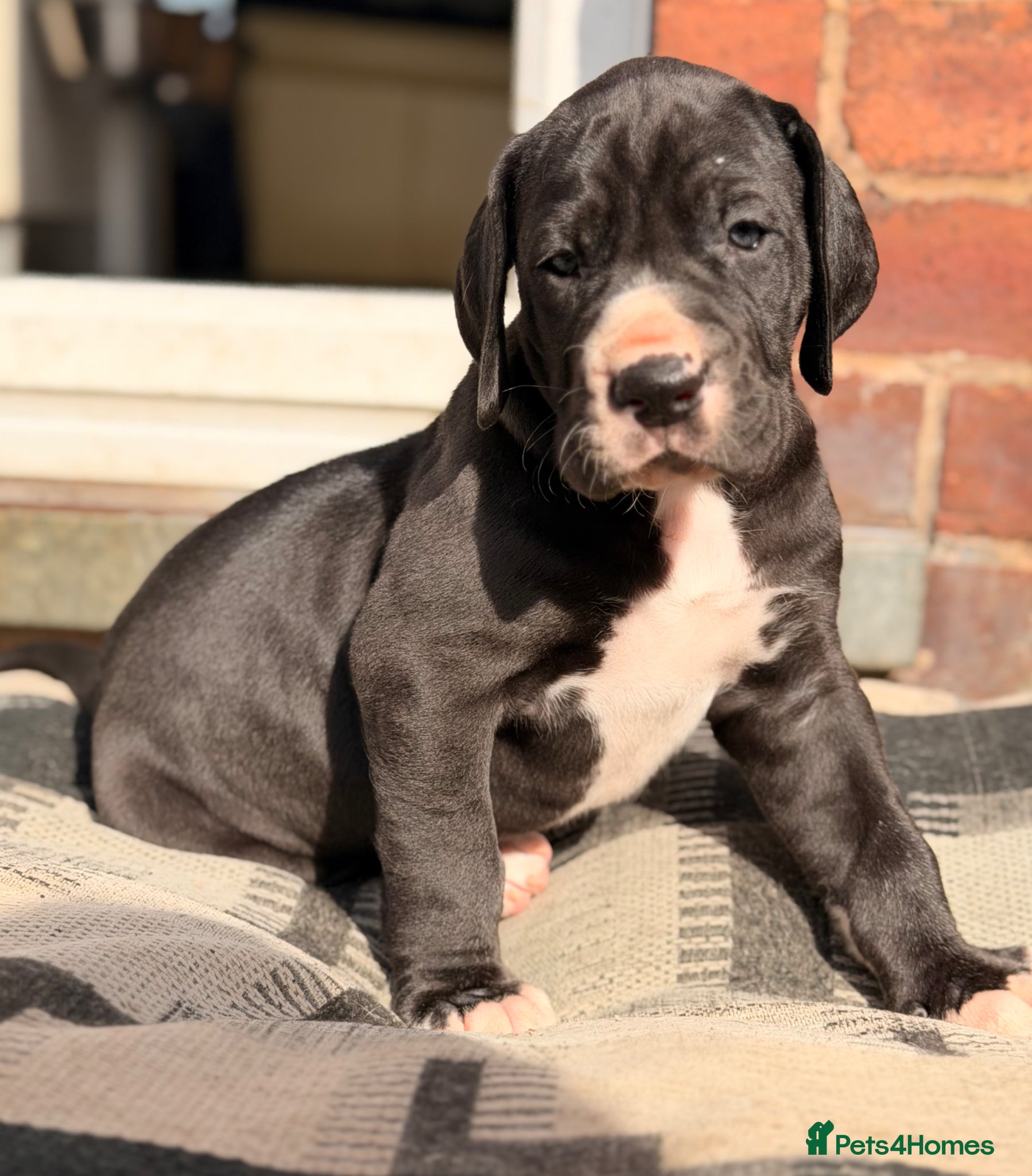 Great Dane dogs KC reg extensively health tested Great Dane puppy - Advert 3